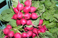 Main pic medium dscn2963