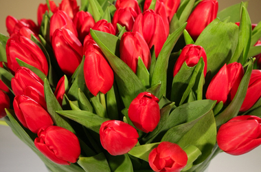Main pic news tulip