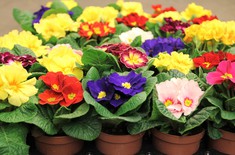 Main pic medium primula