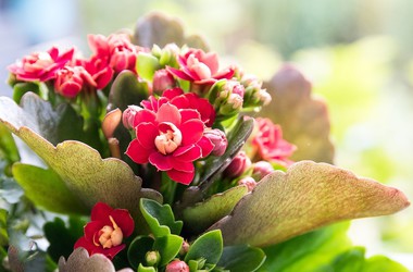 Main pic news kalanchoe czerwone