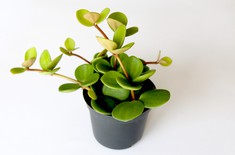 Main pic medium peperomia 2