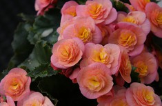 Main pic medium begonia