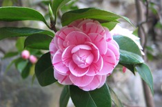 Main pic medium camellia 775873 1920