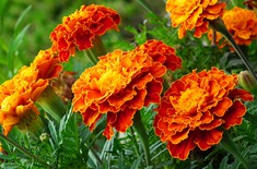 Main pic medium marigold 4403956 1920