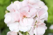 Photo csm 2017 geraniums variety 10 021eeb5793