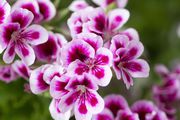 Photo csm 2017 geraniums variety 06 230a29116d