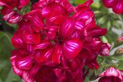 Photo csm 2017 geraniums variety 19 b40ed03739