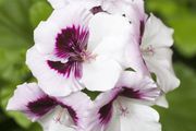 Photo csm 2017 geraniums variety 14 c3675e02f6