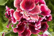 Photo csm 2017 geraniums variety 20 586e08dd1c