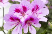 Photo csm 2017 geraniums variety 21 dcdee3c263