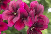 Photo csm 2017 geraniums variety 23 33390a0042