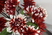 Photo 20170831 142625ok